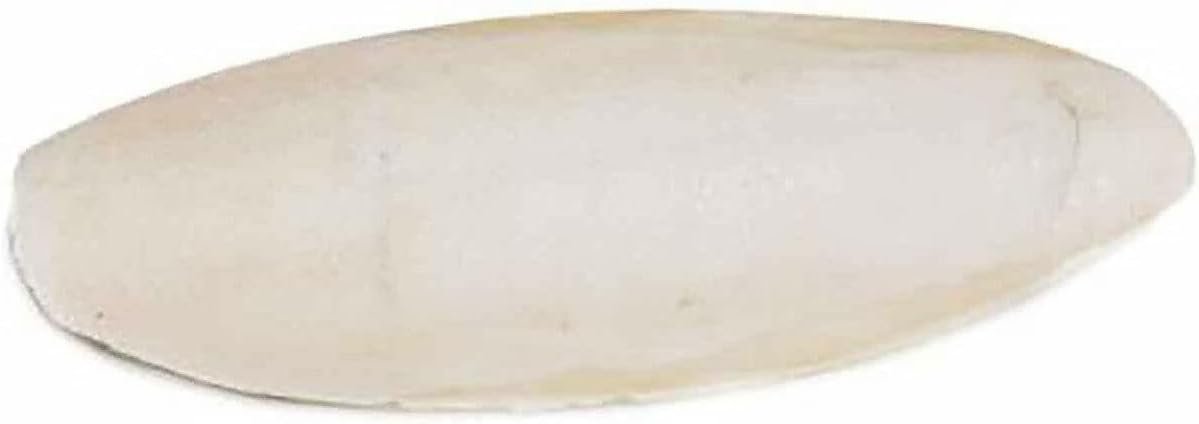 Prevue Pet Products 6 inch Bulk Cuttlebone – 25 per Box with Holder, Large