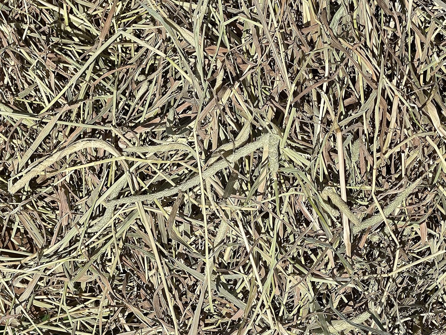 FPS Fox Peak Timothy Hay Rabbits, Guinea Pigs, Chinchilla Food (10+ lb.)